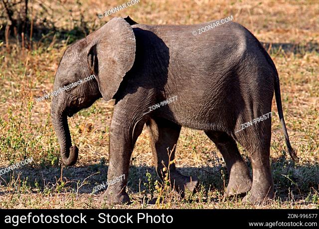 Junger afrikanischer Elefant (Loxodonta africana) im Chobe Nationalpark, Botswana