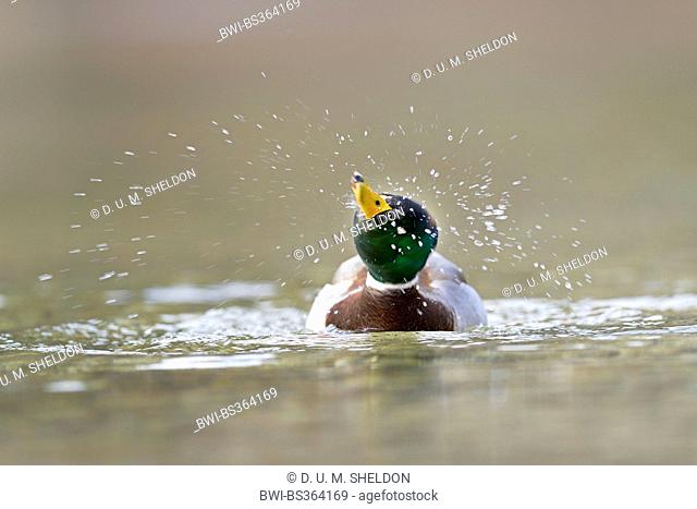 mallard (Anas platyrhynchos), swimming drake shaking water off, Austria, Styria