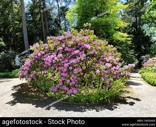 Biotanischer Garten, Nymphenburg district, rhododendron grove, with 21.20 hectares and over 350, 000 visitors a year, it is one of the larger botanical gardens...