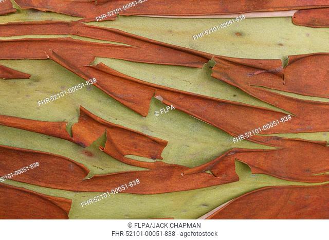 Pacific Madrone (Arbutus menziesii) close-up of bark, Mayne Island, Strait of Georgia, Gulf Islands, British Columbia, Canada, August