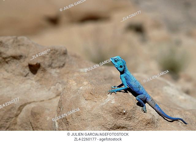blue lizard;. Jordan, Wadi Rum desert, protected area inscribed on UNESCO World Heritage list