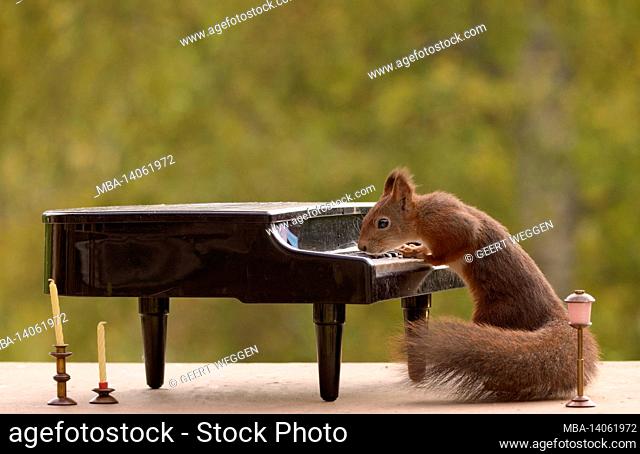 red squirrel standing behind a piano