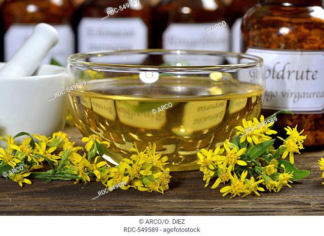 Goldenrod tea / (Solidago virgaurea)