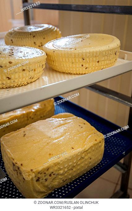 aging cheese heads with white and blue mold