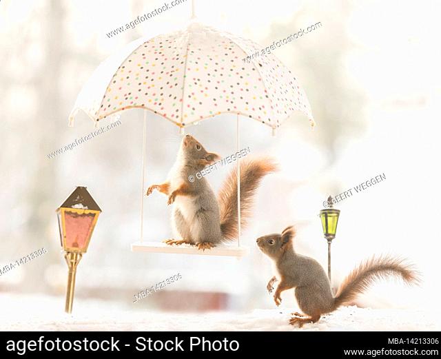 red squirrel stand on a swing under parasol
