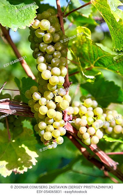 Close-up on sweet and tasty white grape bunches on the grapevine
