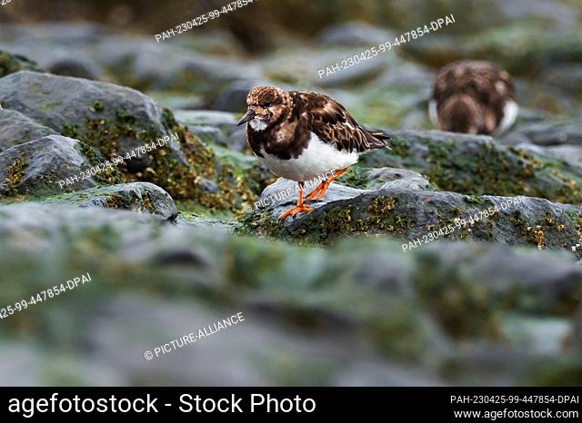 10 April 2023, Lower Saxony, Wangerooge: 10.04.2023, Wangerooge. A Ruddy turnstone (Arenaria interpres) stands on the beach of the East Frisian island...