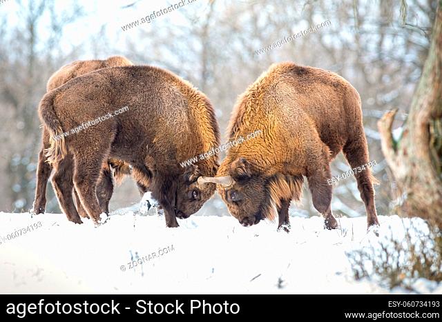 Sturdy wood bisons, bison bonasus, engaged in a territorial duel on snow in wintertime in Slovakia, Europe. Two wisents standing close together and pushing with...