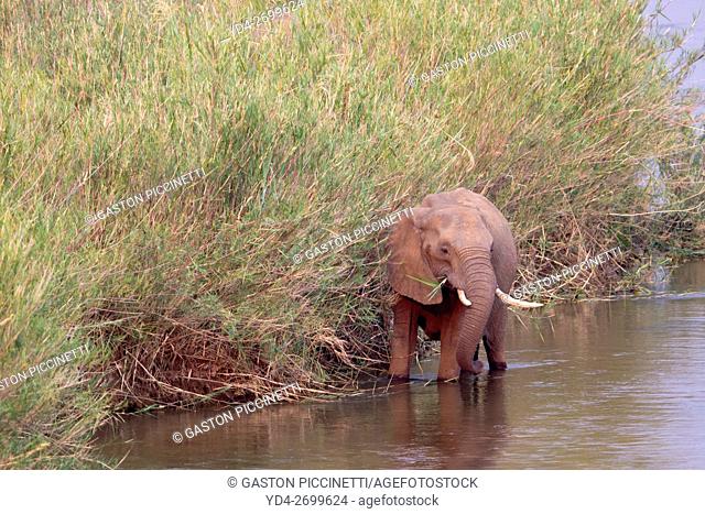 African Elephant (Loxodonta africana), eating reeds in the river, Kruger National Park, South Africa. The Common Reeds (Phragmites australis) are found in...