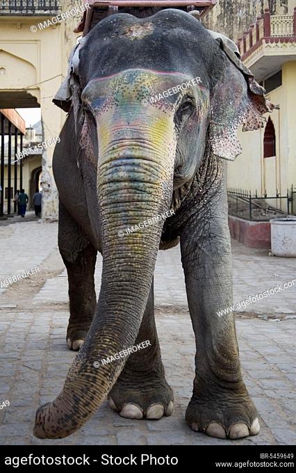 Painted asian elephant (Elephas maximus) at Amber Fort, Jaipur, Rajasthan, riding elephant, fort, detachable, India, Asia