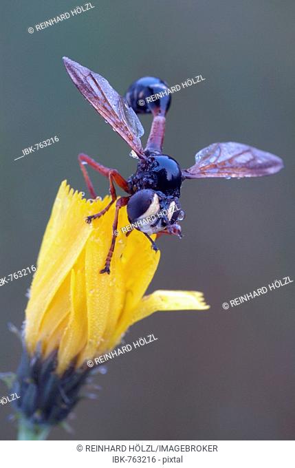 Thick-headed Fly, Wasp Fly (Physocephala rufipes) perched on a yellow blossom, Filz, Woergl, Tyrol, Austria, Europe