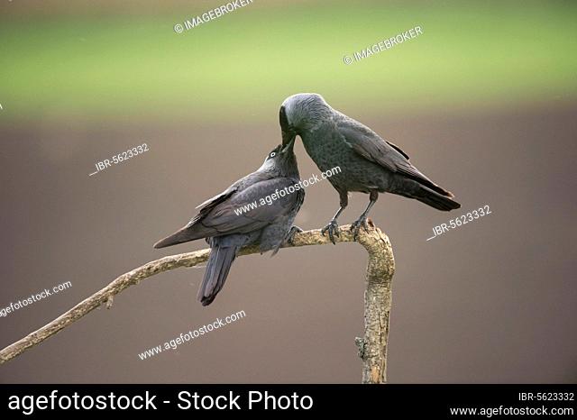 Jackdaw (Corvus monedula) adult pair, courtship feeding, perched on branch, Hortobagy N. P. Hungary