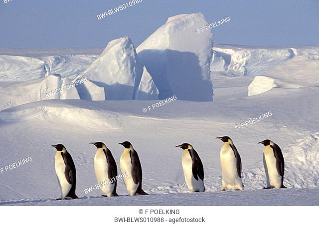 emperor penguin Aptenodytes forsteri, group of adults, Antarctica, Dawson-Lambton Glacier