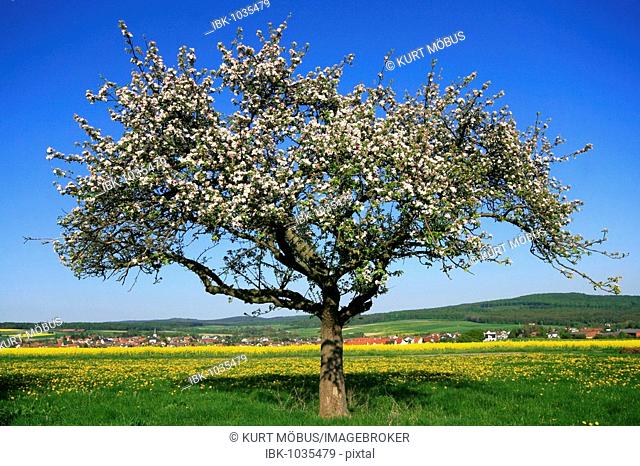 Apple tree in bloom in front of the apple village Wehrheim, Taunus, Hesse, Germany, Europe