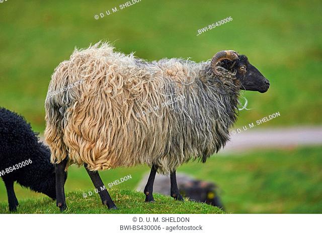 Heidschnucke, Heath sheep (Ovis ammon f. aries), in a meadow, Germany, Schleswig-Holstein, Heligoland