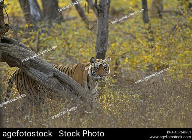 Radio collared Tiger stalking prey in her habitat in Ranthambhore national park, India