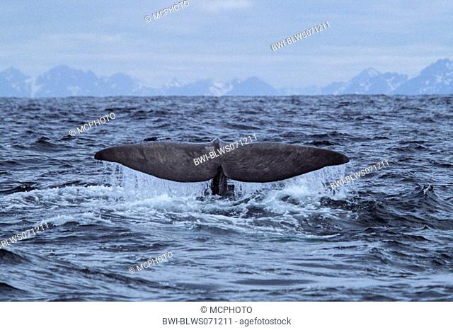 sperm whale, great sperm whale, spermacet whale, cachalot Physeter macrocephalus, Physeter catodon, fluke, Norway, Westerolen