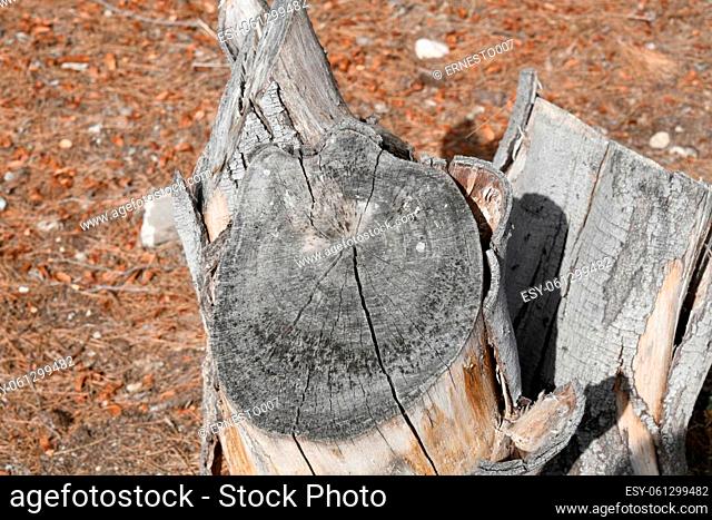 Annual rings on a tree trunk, Alicante Province, Costa Blanca, Spain