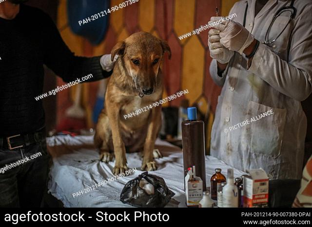 12 December 2020, Syria, Azmarin: A picture made available on 14 December 2020 shows a veterinarian preparing a shot for a stray dog at a shelter built by the...
