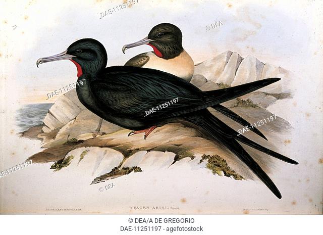 John Gould (1804-1881), The Birds of Australia, 1848 - Lesser Frigatebird (Fregata ariel). Volume VII, plate 72. Engraving