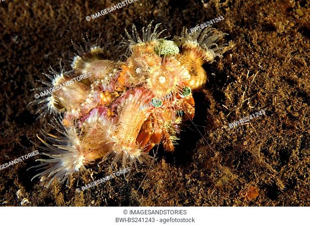 Parasit anemone hermit crab, Hermit crab Dardanus pedunculatus, cover its shell with small sea anemones for camouflage and protection, Indonesia, Bali