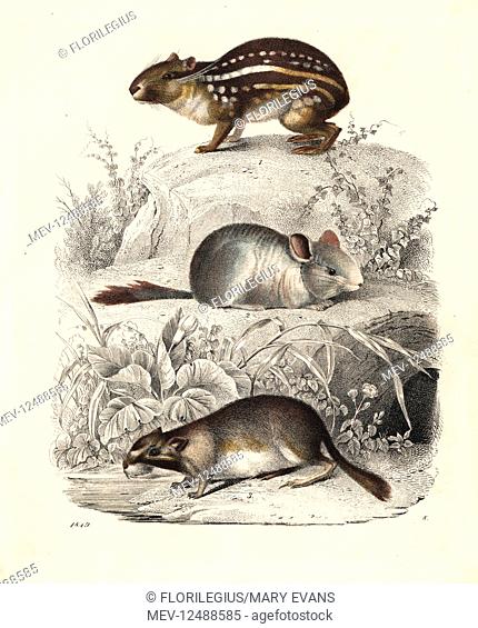 Lowland paca, Cuniculus paca 1, chinchilla, Chinchilla lanigera. critically endangered 2, and plains viscacha, Lagostomus maximus 3