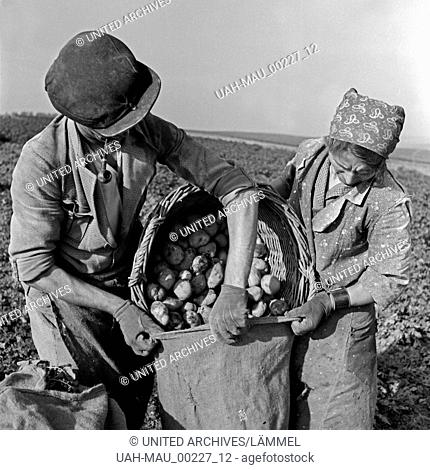 Ein Bauernpaar aus der Eifel füllt frisch geerntete Kartoffel in Säcke ab, Deutschland 1930er Jahre. A farmer couple from the Eifel region filling freshly...