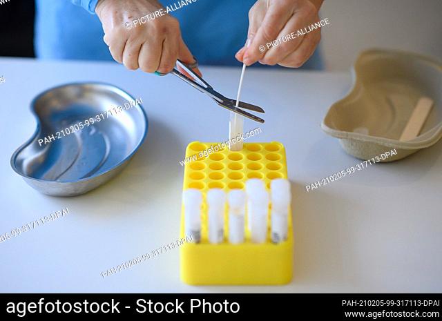 05 February 2021, Berlin: A nurse cuts a swab with which she has previously taken a nasopharyngeal swab at the coronavirus testing station for symptom-free...
