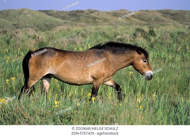 Exmoor-Pony - Stute ueberquert eine Sumpfwiese mit Sumpf-Schwertlilien - (Exmoor Pony) / Exmoor Pony mare crossing a marshy meadow with Yellow Iris / Equus...