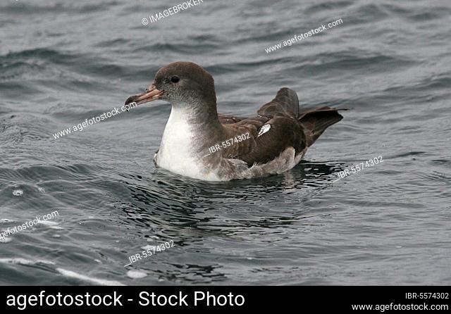 Pink-footed shearwater (Puffinus creatopus), Yellow-footed Shearwater, Pink-footed Shearwater, Yellow-footed Shearwater, tube-nosed, animals, birds