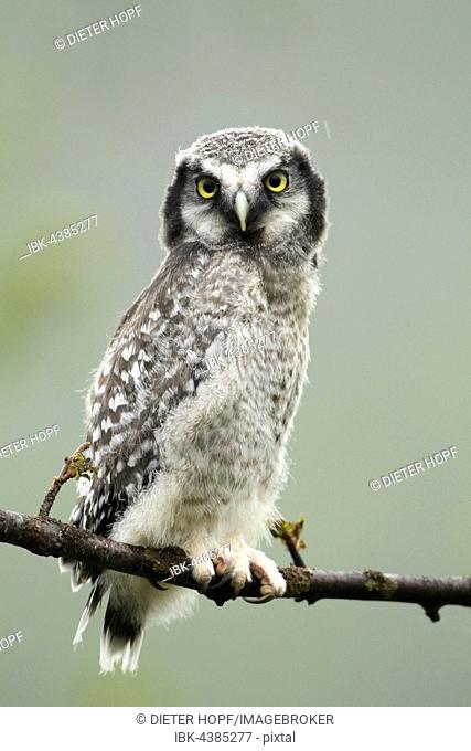 Northern hawk-owl (Surnia ulula), young bird sitting on tree branch in rain, Lapland, Norway