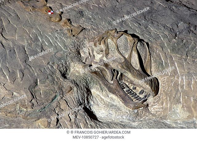 Dinosaurs - Sauropods - Camarasaurus: skull. Skull exposed in the quarry face at Dinosaur National Monument, Utah, USA. Morrison Formation, Upper Jurassic