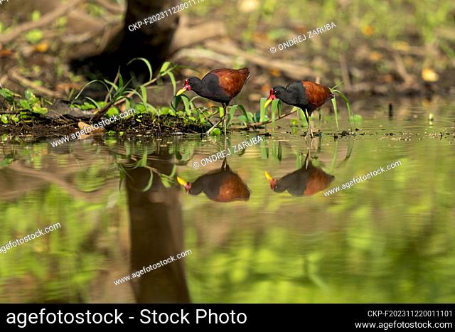wattled jacana in tropical Pantanal (CTK Photo/Ondrej Zaruba)