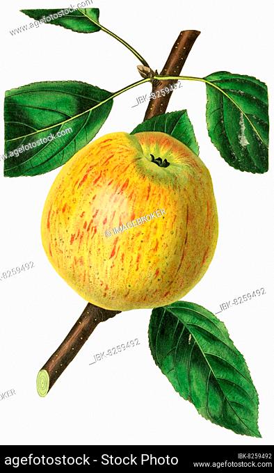 Apfel, Apfelsorte, Longvilles kernel apple, digitale Reproduktion einer Originalvorlage aus dem 19. Jahrhundert, Originaldatum nicht bekannt