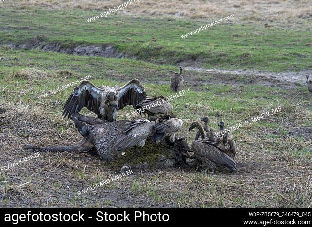 White-backed vultures (Gyps africanus), are Old World vultures, feeding on a Cape buffalo carcass in the Jao concession, Wildlife, Okavango Delta in Botswana