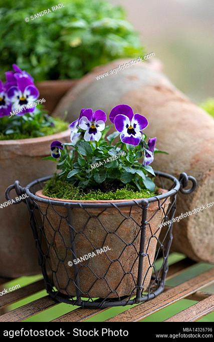 Pots with horned violets (Viola cornuta), flowers in purple and white