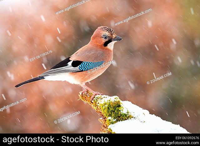 Eurasian jay, garrulus glandarius, sitting on moss branch during snowing. Colorful bird with blue wings looking on snowy bough in snowstorm