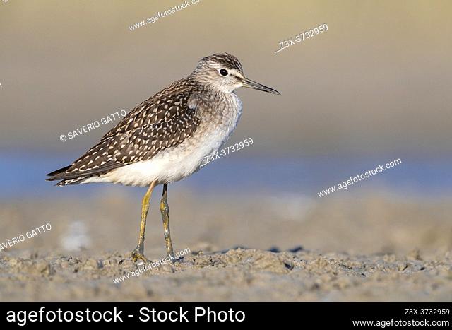 Wood Sandpiper (Tringa glareola), side view of an individual standing on the mud, Campania, Italy