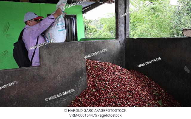 People downloading sacks of coffee beans in pools to be pulped with Threshers. Coffee Plantation Farm in the rural area of Huila. Colombia