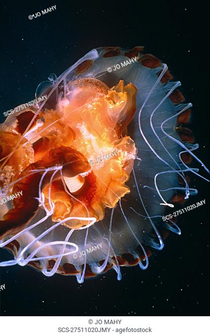 Compass Jellyfish Chrysaora hysoscella glowing at night UK