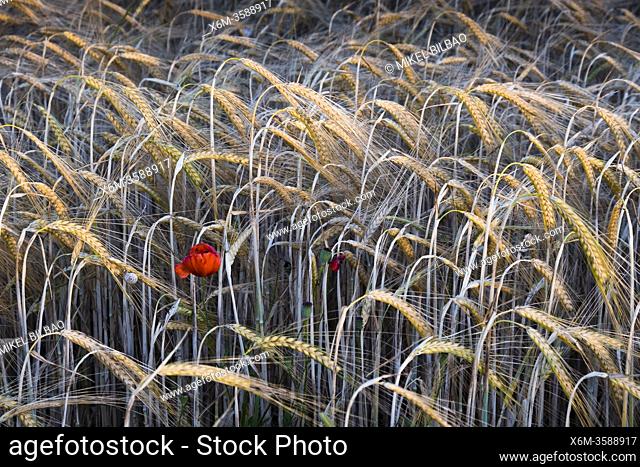Poppy flower (Papaver rhoeas) in a wheat field (Triticum spp)â. ‹. Navarre, Spain, Europe