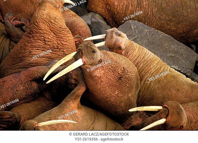 Walrus, odobenus rosmarus, colony at Round Island, Alaska