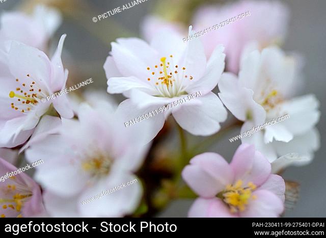 11 April 2023, Bavaria, Munich: Cherry blossoms are seen in gloomy weather in the Olympic Park. According to the weather forecast