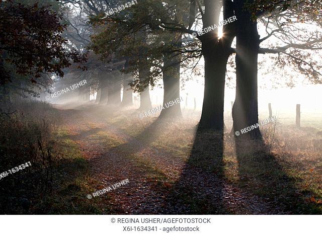 Common Oak Quercus robur, Allee in Autumn Mist and Morning Sunshine, Beberbeck, North Hessen, Germany