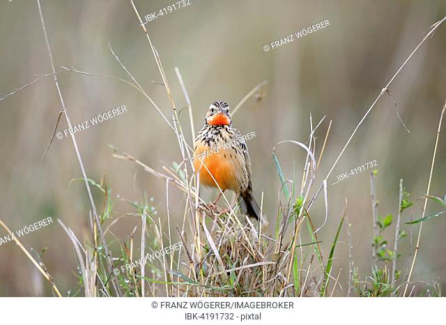 Red-throated Pipit (Anthus cervinus), in tall grass, Maasai Mara National Reserve, Kenya
