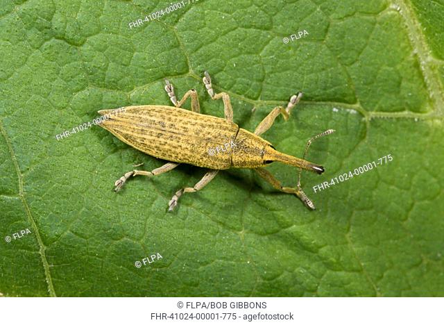 Yellow Weevil (Lixus paraplecticus) adult, resting on leaf, French Pyrenees, France, June