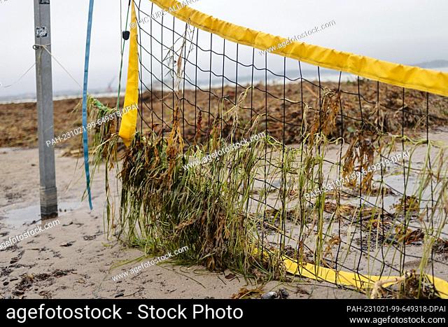 21 October 2023, Schleswig-Holstein, Eckernförde: Washed-up algae hang from a volleyball net. Schleswig-Holstein has been hit by a particularly strong storm...