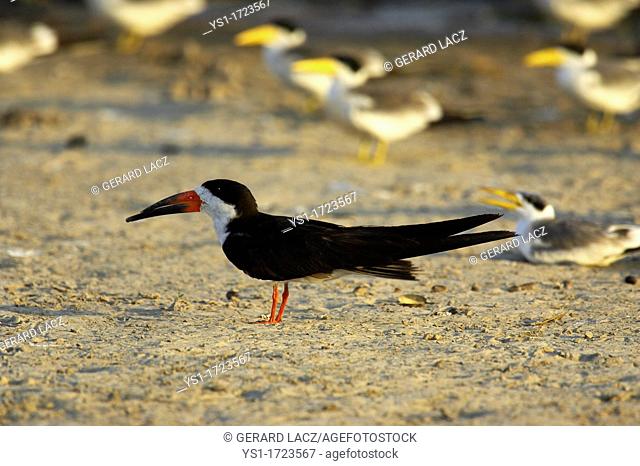 Black Skimmer, rynchops niger, and at the Back Large-Billed Tern, phaetusa simplex, Los Lianos in Venezuela