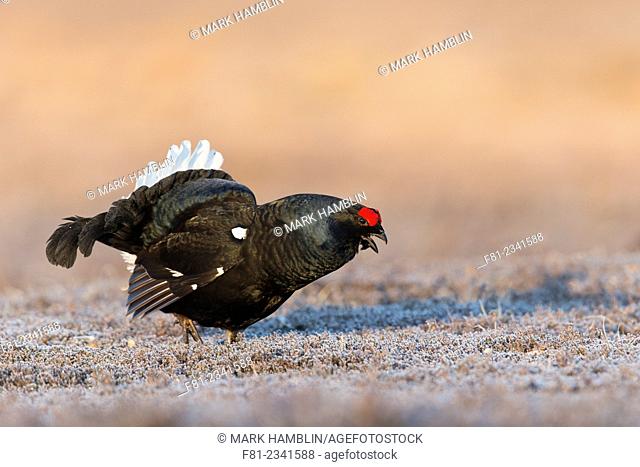 Black Grouse (Tetrao tetrix) male displaying at lek on frosty morning
