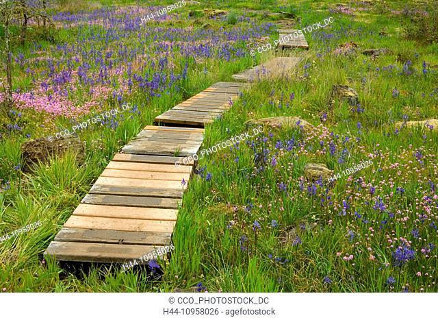 Camas Field and boardwalk, Camassia Natural Area, Portland, Oregon, Camas is purple (Camassia quamash) and Rosey Plectritis (Plectritis congesta) in pink
